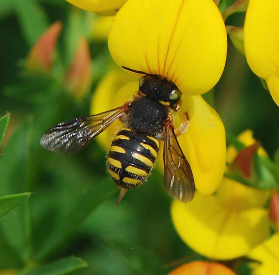 An Anthidium oblongatum inspecting a flower.